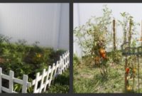 My Backyard: Always Growing