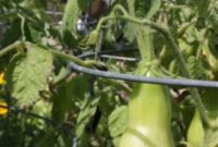 Garden Discovery & Cultivation Conversation