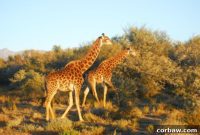 Untamed South African Safari
