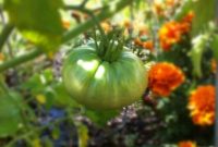 The Caterpillar Hunter