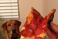 The Quirky Life of Our Household Companion