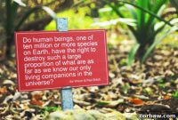 South Africa’s Sunday Bloom Exploring Kirstenbosch Botanical Garden