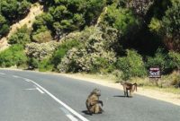 SA Sunday: South Africa’s Secret Beaches, Baboons, and Penguins