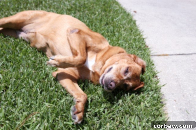 Grilled_Broccoli_and_Vidalia_Onion-2