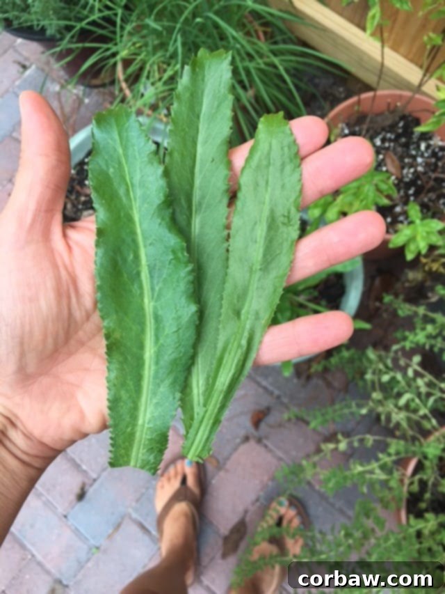 Zesty Cilantro Lime Medley 3 Sauteed Cilantro Lime Vegetables