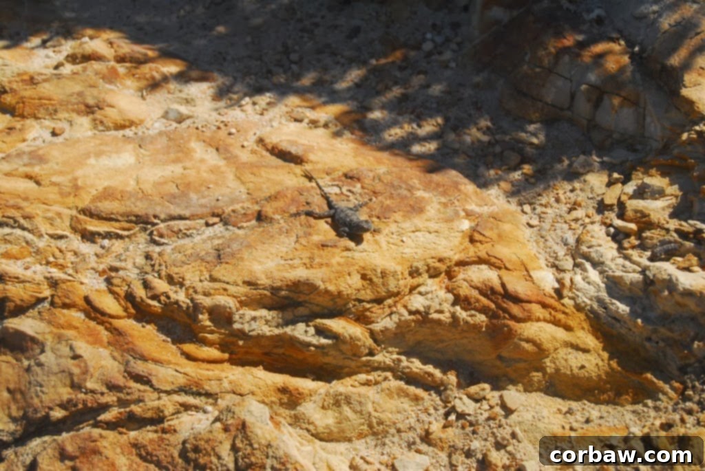Tiny lizards basking on rocks at the Cape of Good Hope, showcasing local wildlife.