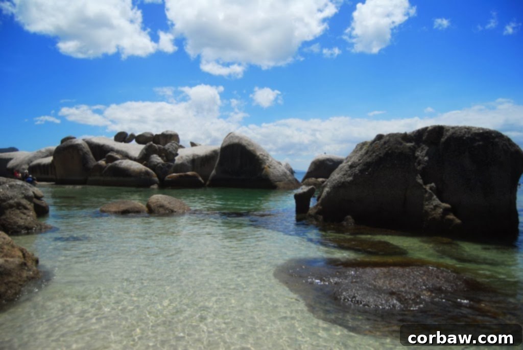 African penguins gathering on the sandy shores of Boulders Beach near Cape Town, South Africa, a famous wildlife sanctuary.