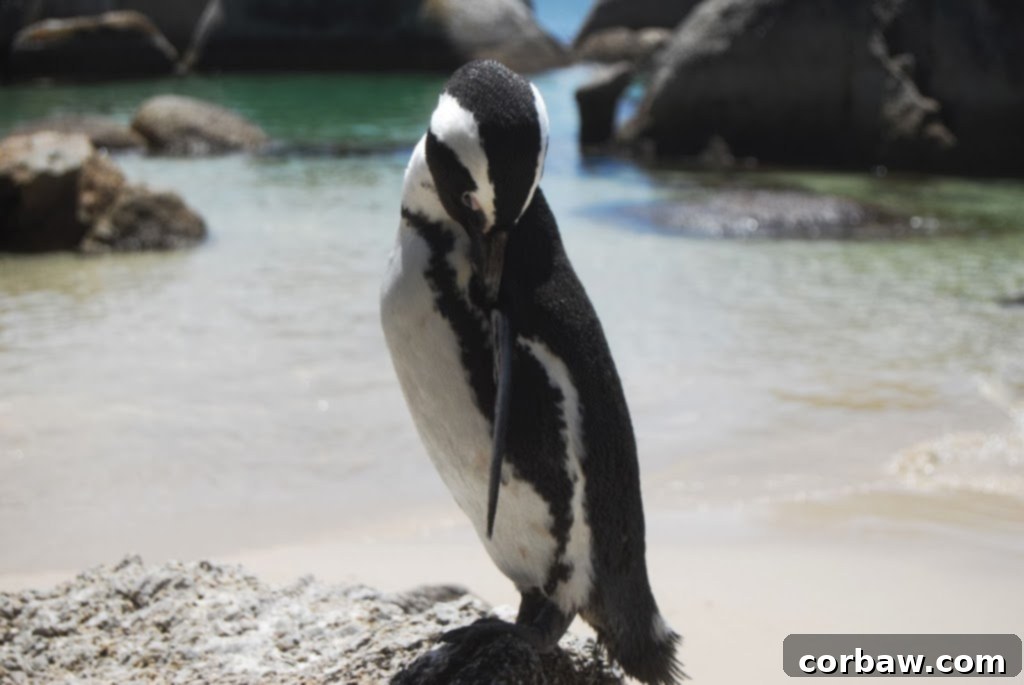 Panoramic view of Boulders Beach with its distinctive granite boulders and clear turquoise water, home to a thriving penguin colony.