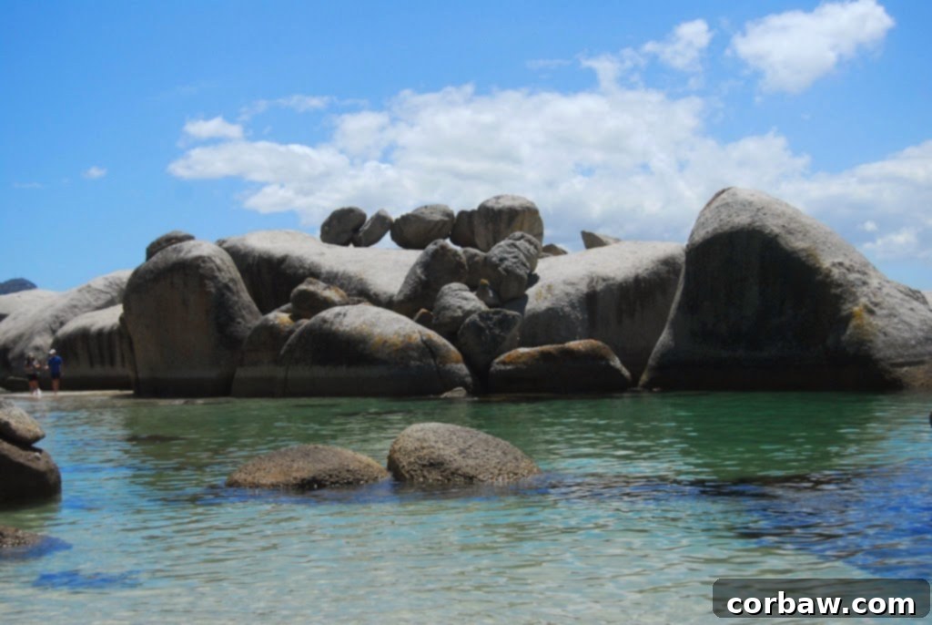 African penguins waddling through the pristine white sand and shallow waters of Boulders Beach, South Africa.