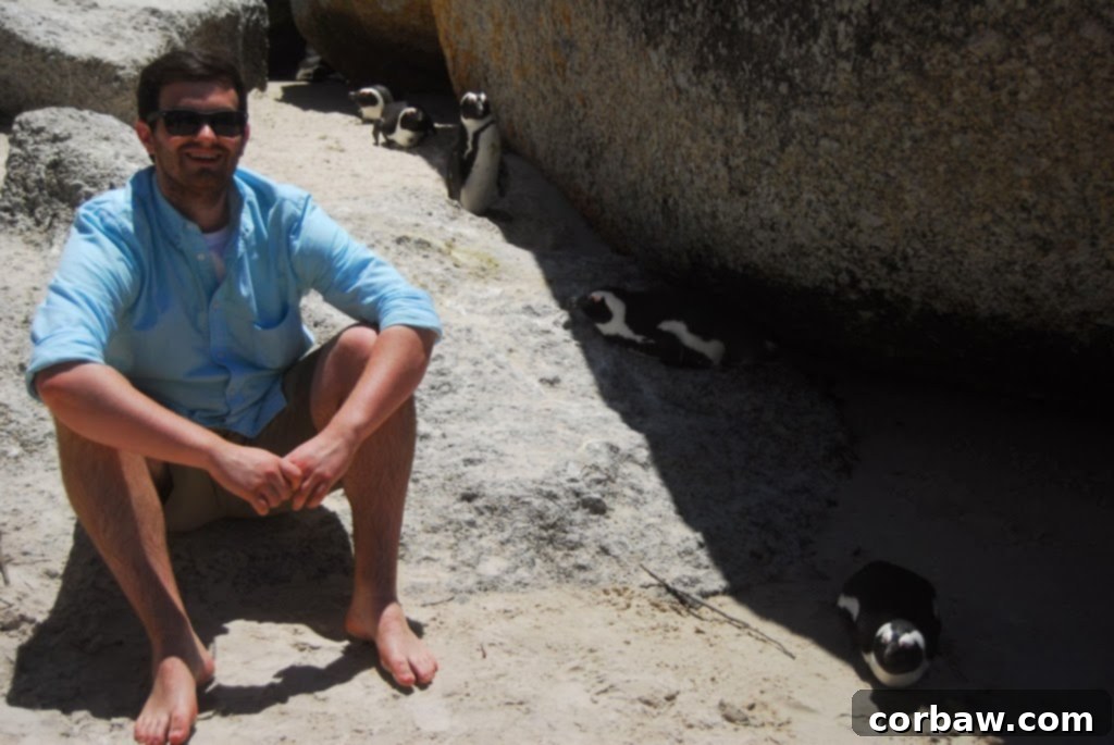 Close-up of an African penguin standing proudly amidst the rocks and tourists at Boulders Beach, Cape Town.