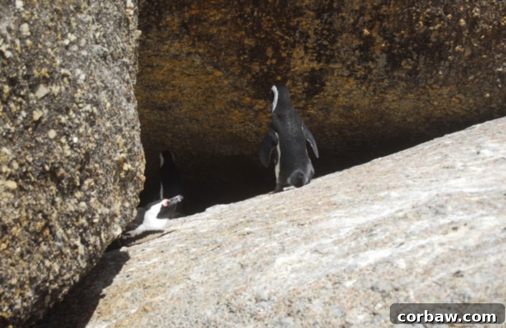 A group of African penguins resting on the warm sand, completely unfazed by human presence at Boulders Beach.