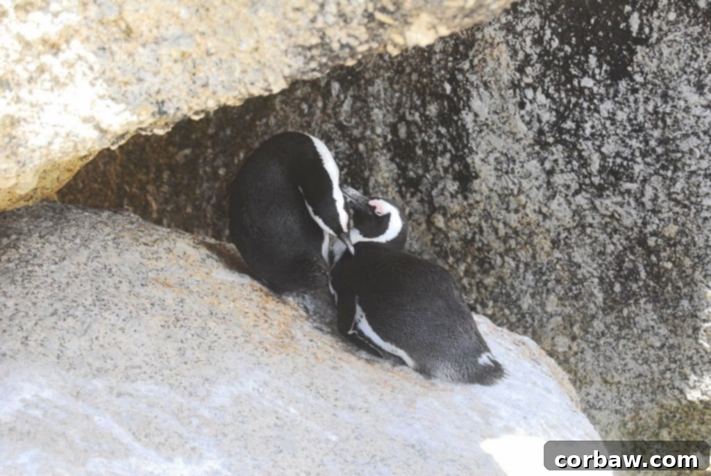 More African penguins wading in the clear, shallow waters of Boulders Beach, showcasing their natural habitat.