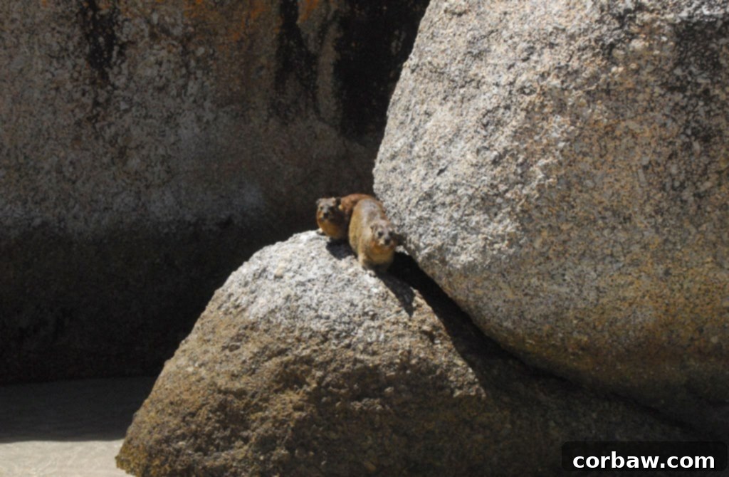 A furry Rock Hyrax (Dassie) perched on a boulder at Boulders Beach, a surprising wildlife encounter near the penguins.