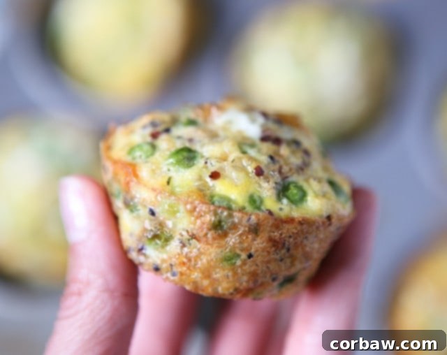 These quinoa and egg frittata muffins are packed with protein and flavor - perfect for breakfast, lunch or snacking! quinoa and egg muffin in someone's hands