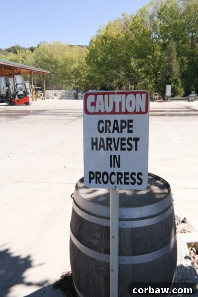 Ruby Princess West Coast Escape 15 Exploring the beautiful vineyards of Monte Xanic in Baja California, Mexico