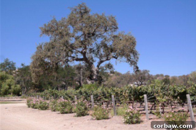 A Day at Fess Parker Winery in Santa Barbara A Day at Fess Parker Winery, Santa Barbara with Princess Cruises