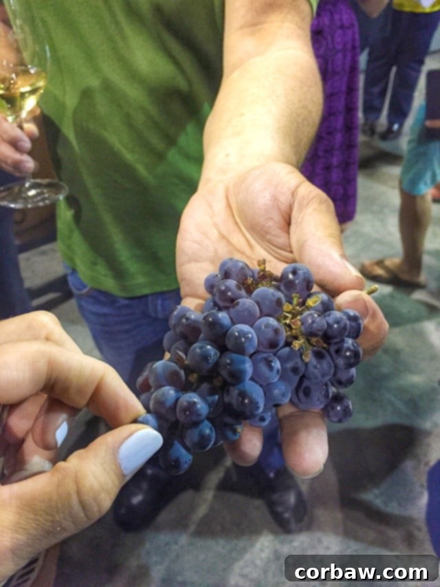 A Day at Fess Parker Winery in Santa Barbara A Day at Fess Parker Winery, Santa Barbara with Princess Cruises