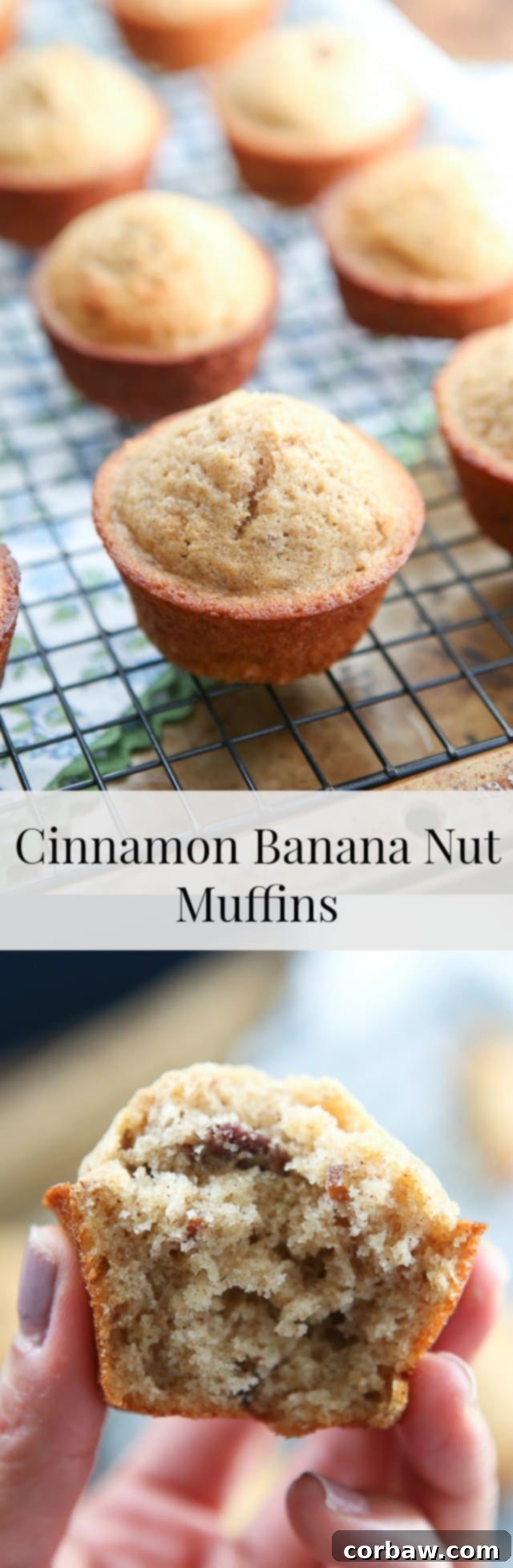 Divider image for blog content.