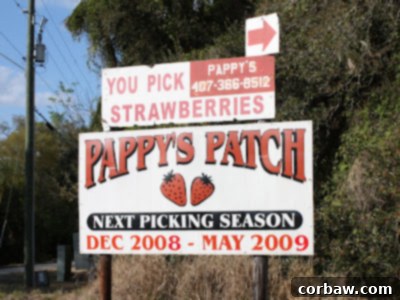 Our Shared Joys 2 Freshly picked bright red strawberries in a basket, showcasing their vibrant color and texture