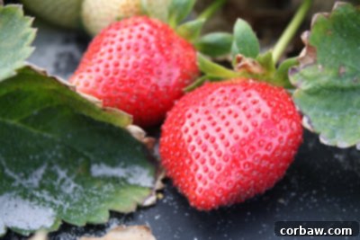 Our Shared Joys 3 A young hand reaching out to pick a ripe strawberry from a lush green plant in a field