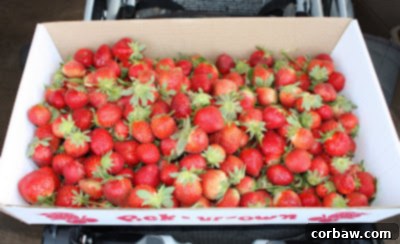 Seven pounds of fresh strawberries piled high in a large colander, ready for washing and processing