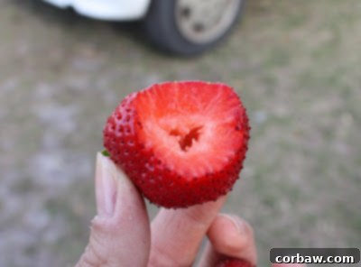 Our Shared Joys 7 A child happily picking strawberries in a field, showing the family-friendly nature of the activity