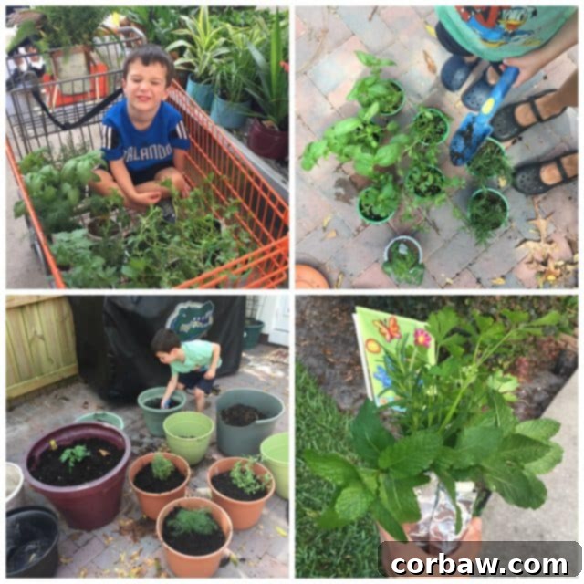 Mediterranean Farro, Arugula and Chickpea Salad 2 A child happily picking fresh herbs from a container garden, adding a personal touch to cooking. Image via aggieskitchen.com