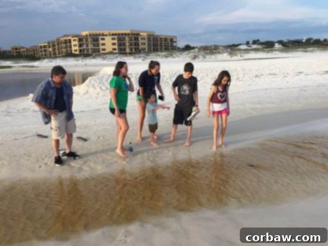 Evening crab hunting on Blue Mountain Beach, a classic family activity Kids actively searching for crabs along the waterline of Blue Mountain Beach