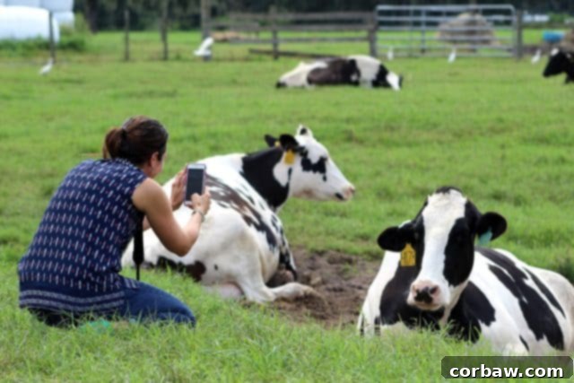 Another perspective of dairy cows relaxing by the cooling pond on a sunny day, highlighting their comfortable environment.