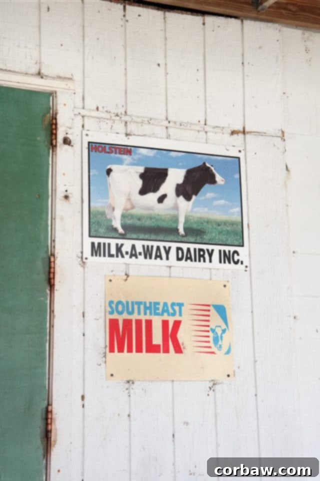 A picturesque view of the dairy farm, showcasing the natural environment for the cows, highlighting sustainable dairy farming.