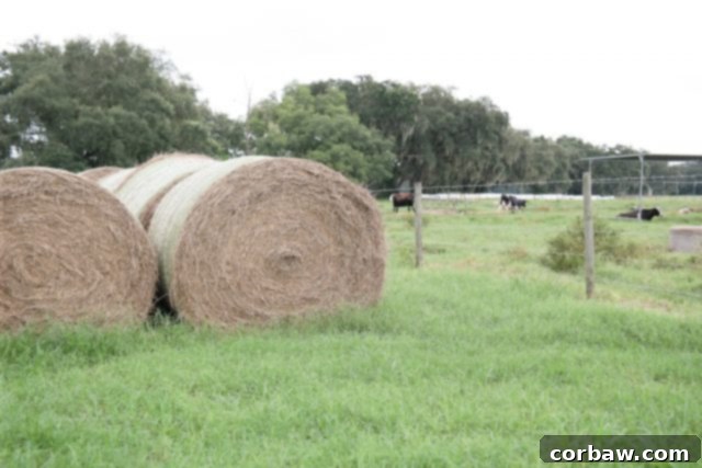 Johan Heijkoop, a dedicated Florida dairy farmer, explaining aspects of the farm operation and the farm-to-table process.