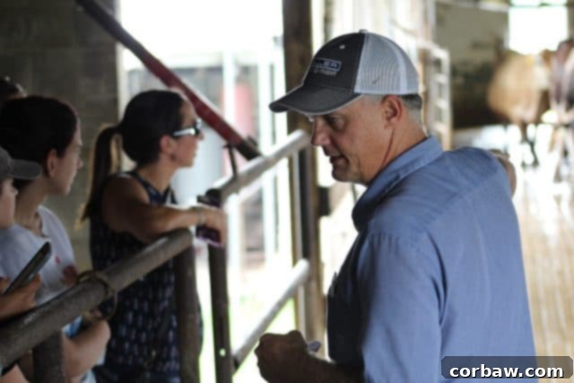 Dairy cows gracefully moving through the efficient milking parlor, a testament to the farm's modern practices.