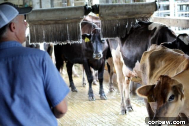 A close-up view of healthy dairy cows within the advanced milking parlor setup, highlighting excellent cow care.
