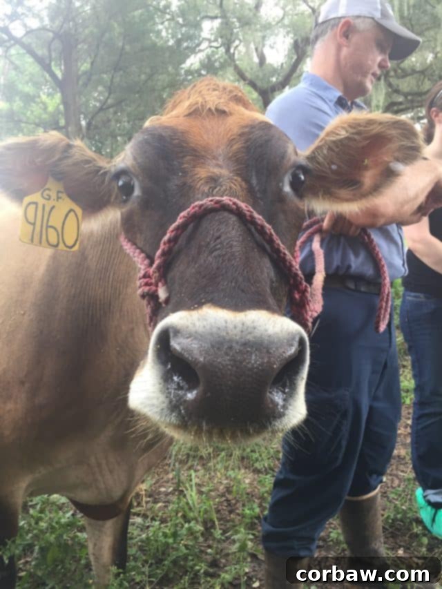 A curious and gentle dairy cow looking directly at the camera, highlighting their calm and inquisitive nature.