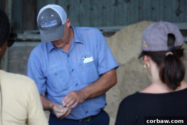 Dairy cows gracefully wading in their refreshing cooling pond, a haven on a warm Florida day, demonstrating humane cow care.