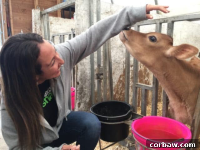 Close-up of a baby calf on the dairy farm