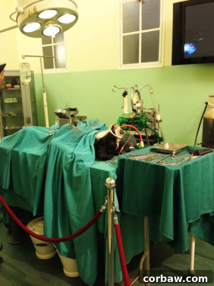 Heart of Cape Town Museum from A Duck's Oven