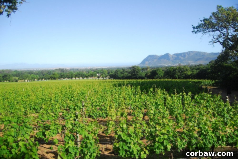 Panoramic View of Groot Constantia Estate with Mountains in Background