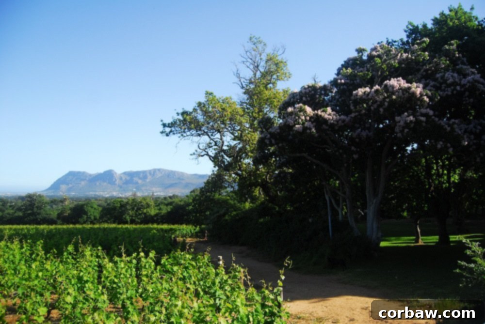 Lush Vineyards Leading to Historic Groot Constantia Buildings