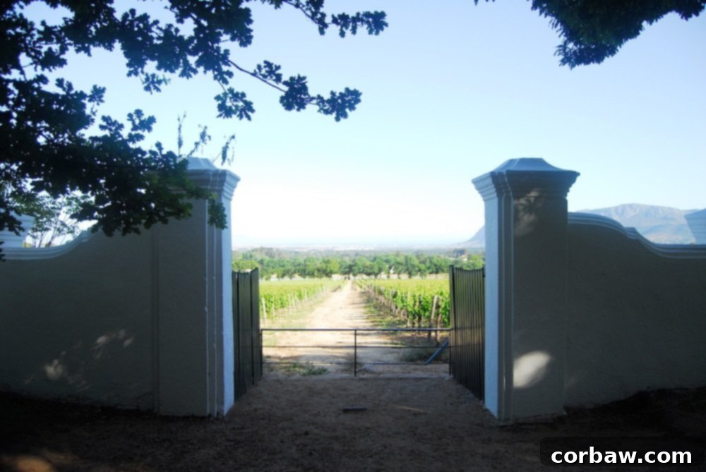 Groot Constantia Vineyards Under the South African Sky