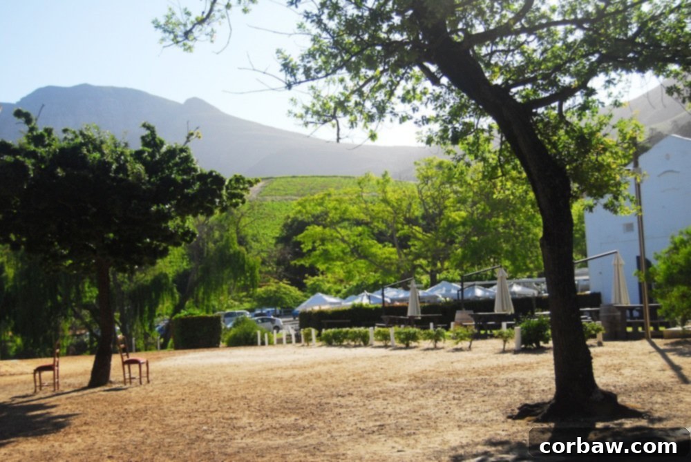Vineyards and Mountains at Groot Constantia Wine Estate