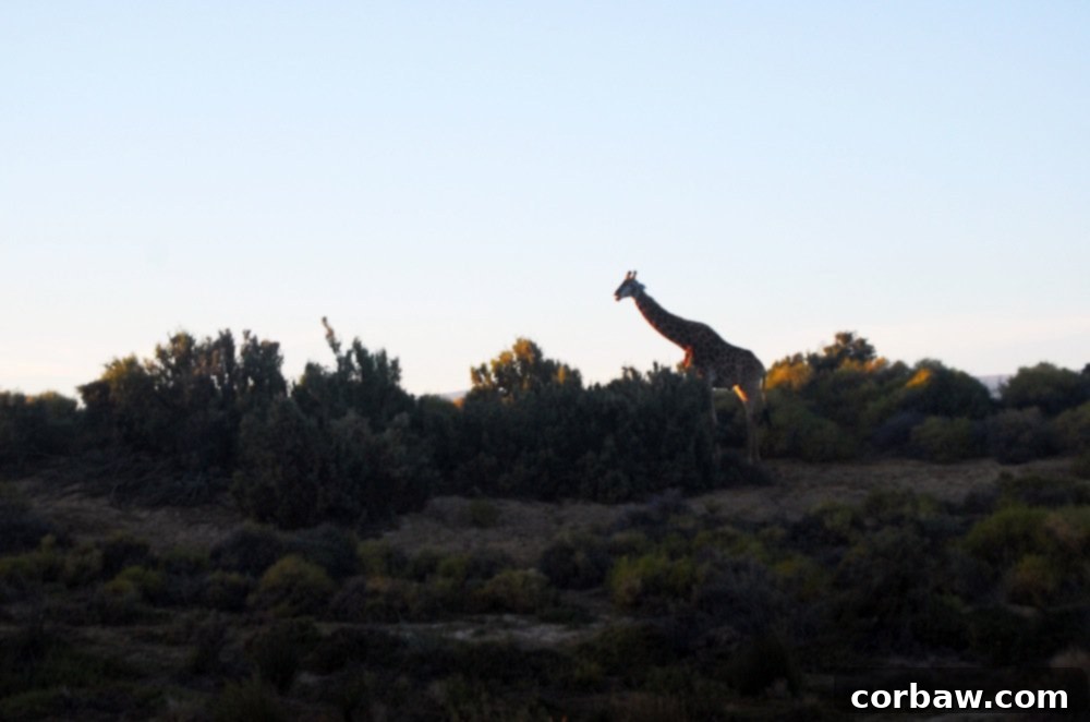 A majestic giraffe grazing at Inverdoorn Game Reserve