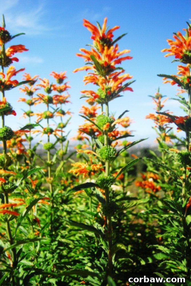 Vibrant orange flowers blooming at Kirstenbosch Botanical Garden