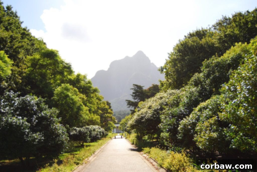 Scenic path leading to the University of Cape Town campus