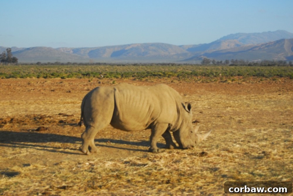 A powerful rhino roaming free at Inverdoorn Game Reserve