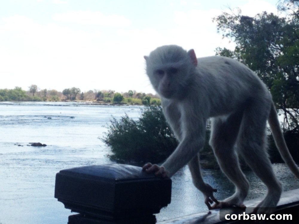 A curious monkey attempting to snatch cocktails at the Royal Livingstone Hotel