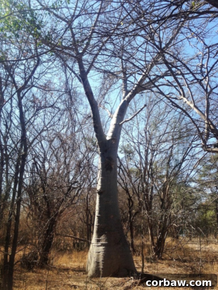 An ancient Boab Tree standing tall in Zimbabwe