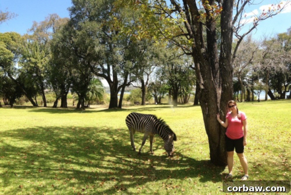 Zebras grazing peacefully on the lush lawn of the Royal Livingstone Hotel, a unique wildlife encounter.
