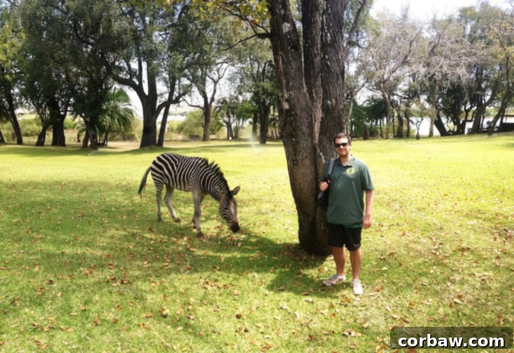 Close-up of a zebra grazing on the grounds of the Royal Livingstone Hotel, illustrating the natural beauty.