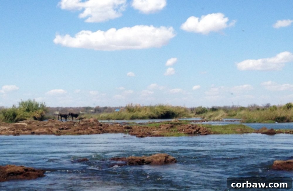 Elephants drinking water from the Zambezi River, viewed from a boat, a serene African scene.